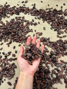 cacao-beans