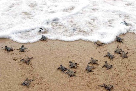 Playa Grande, pinterest