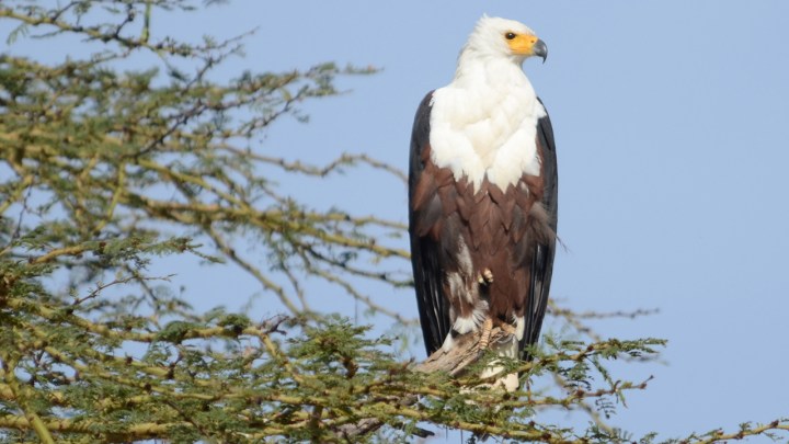 african-fish-eagle, photo credit- m. f. kinnaird